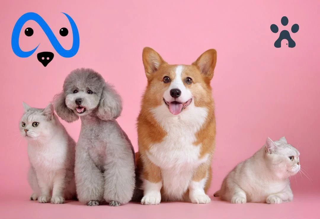 Reading Craigslist Ads For Finding A Pet , Craigslist Houston Pets