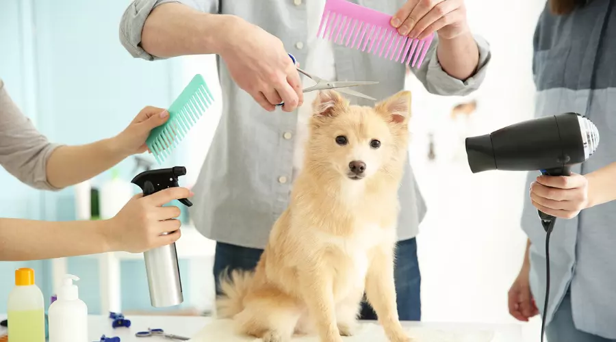 Pet Grooming Service, Pet Supermarket