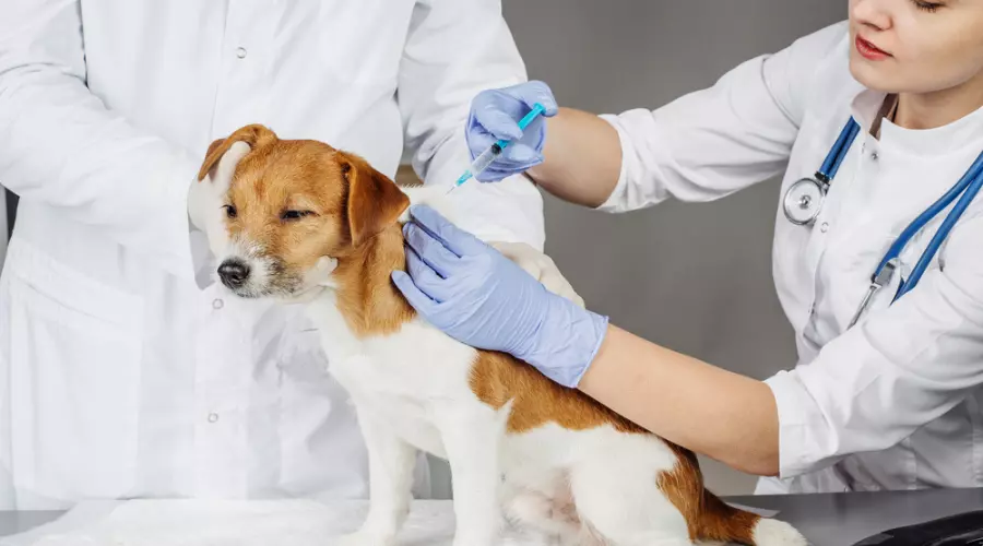 Pet-related Items, Pet Vaccines, Pet Supermarket