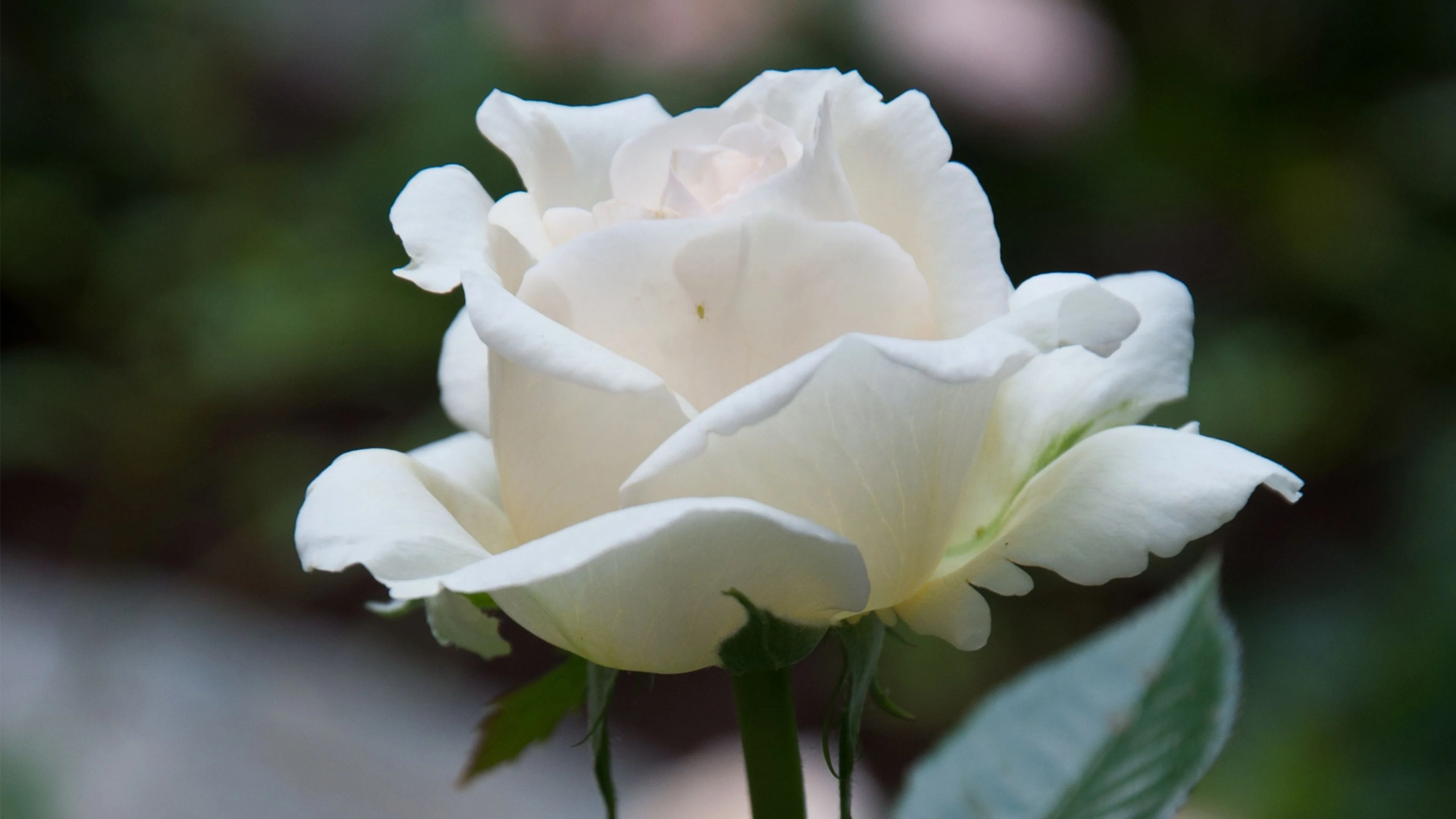 White Rose Photography