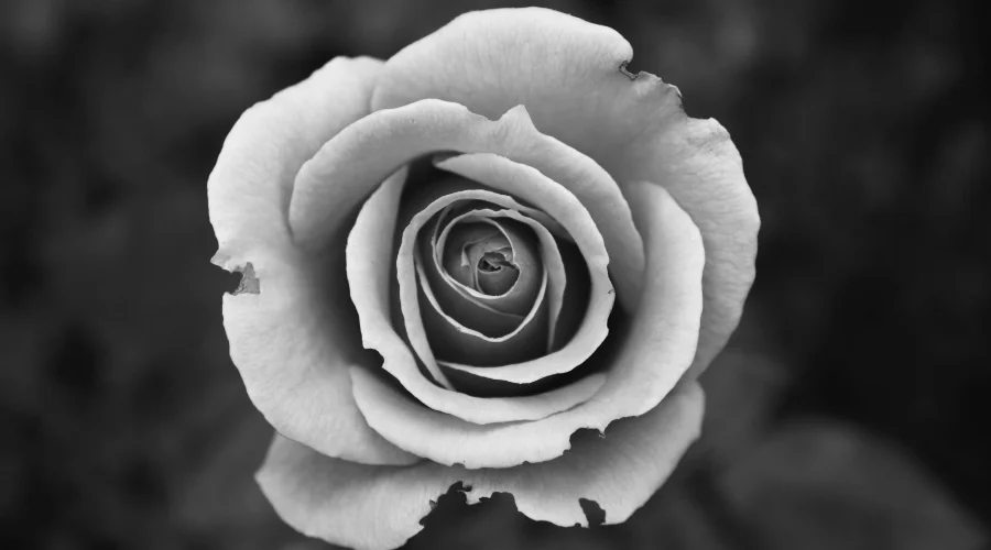 Black and White Rose Photography