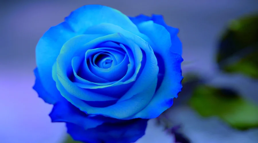 Blue Rose Photography