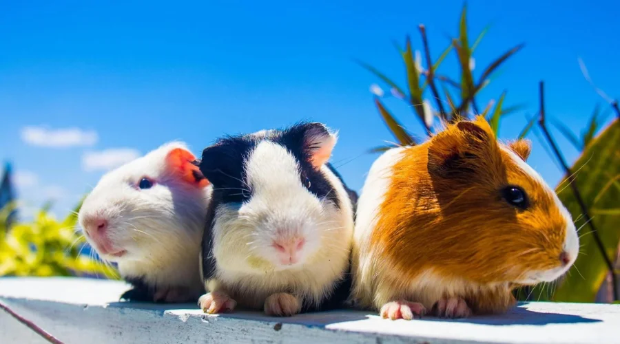 Small Pets for Kids, Guinea pigs
