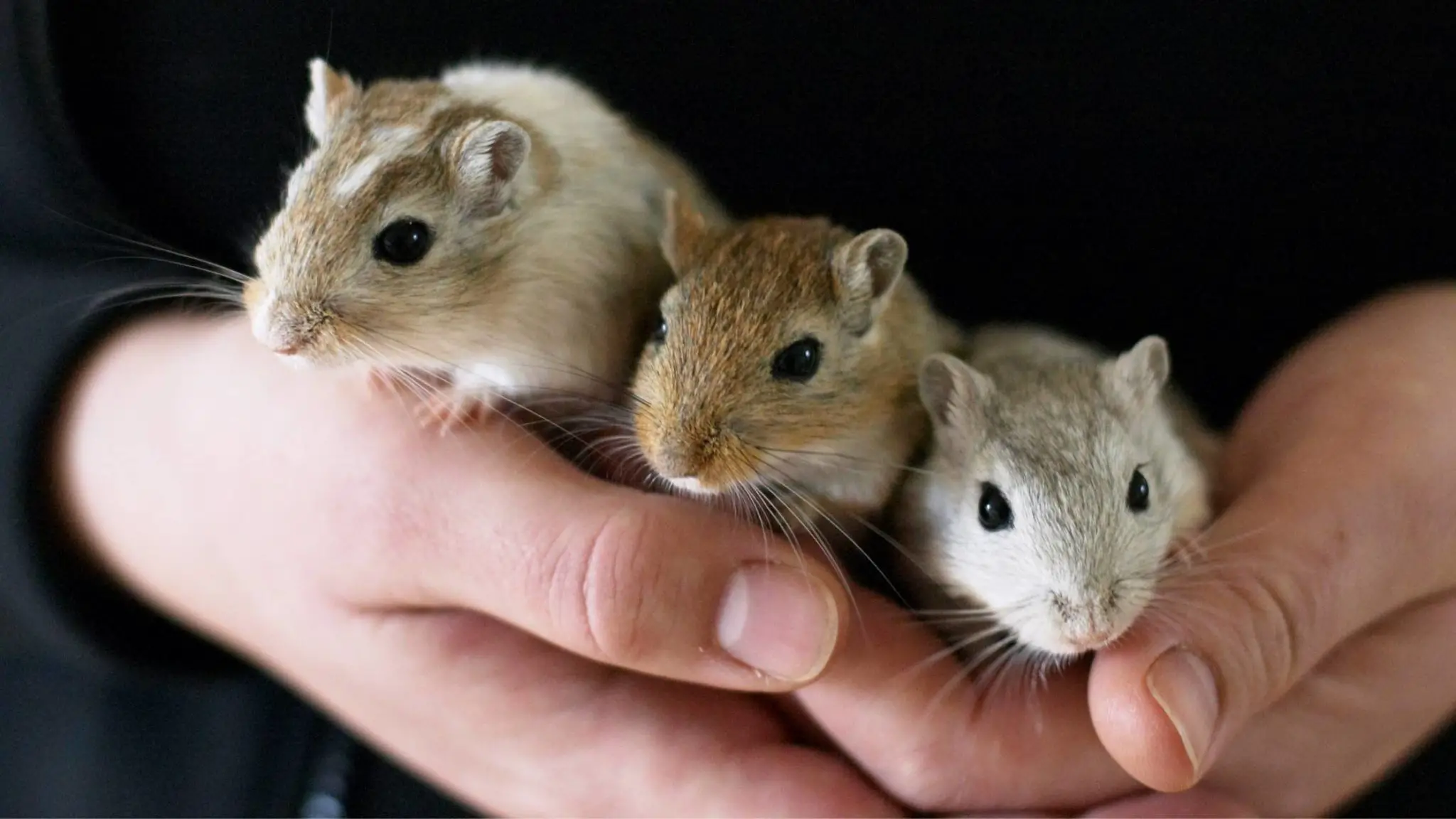 Gerbils, Small Pets for Kids