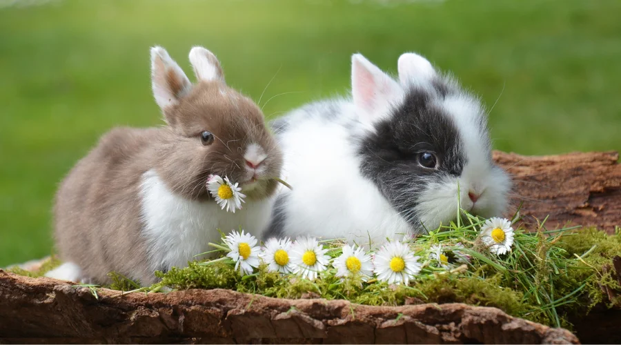 Rabbits