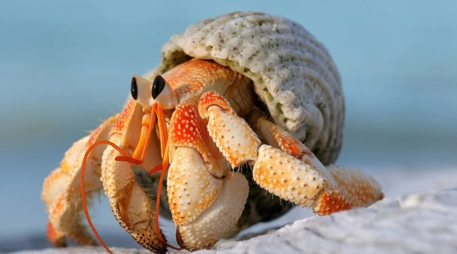 Hermit Crabs