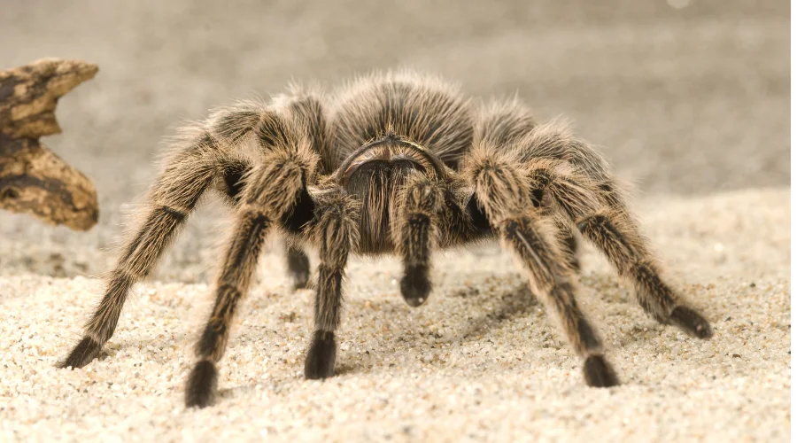 Tarantulas