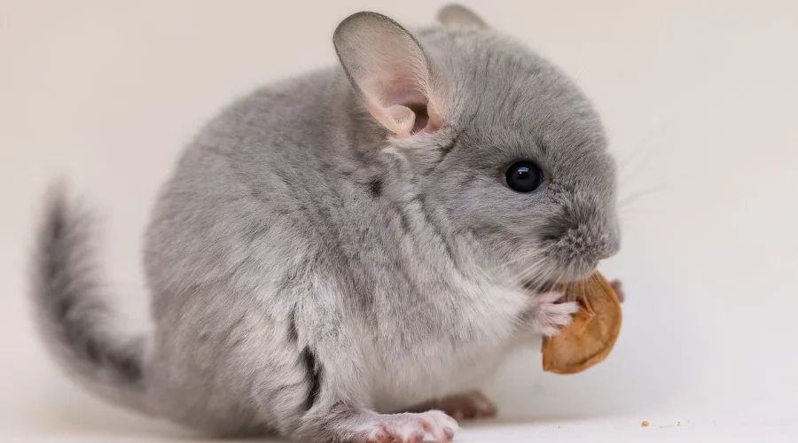 Chinchillas