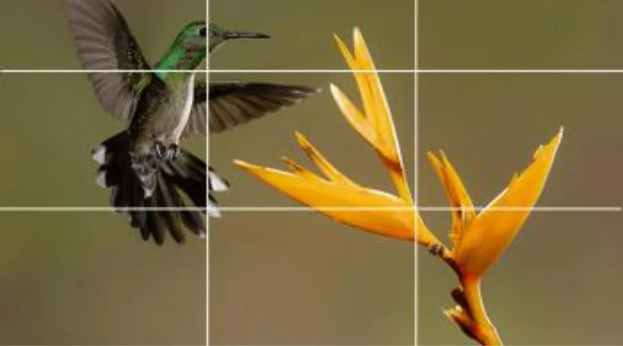 Purpose of Rule of Thirds in Photography