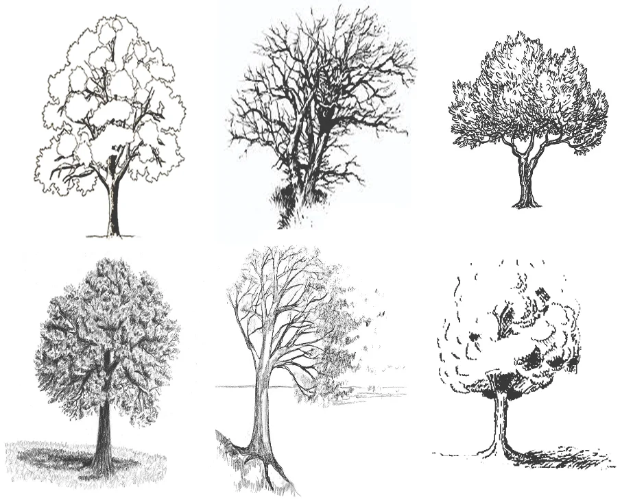 Sketch Trees, WikiLearns, Creative Drawings