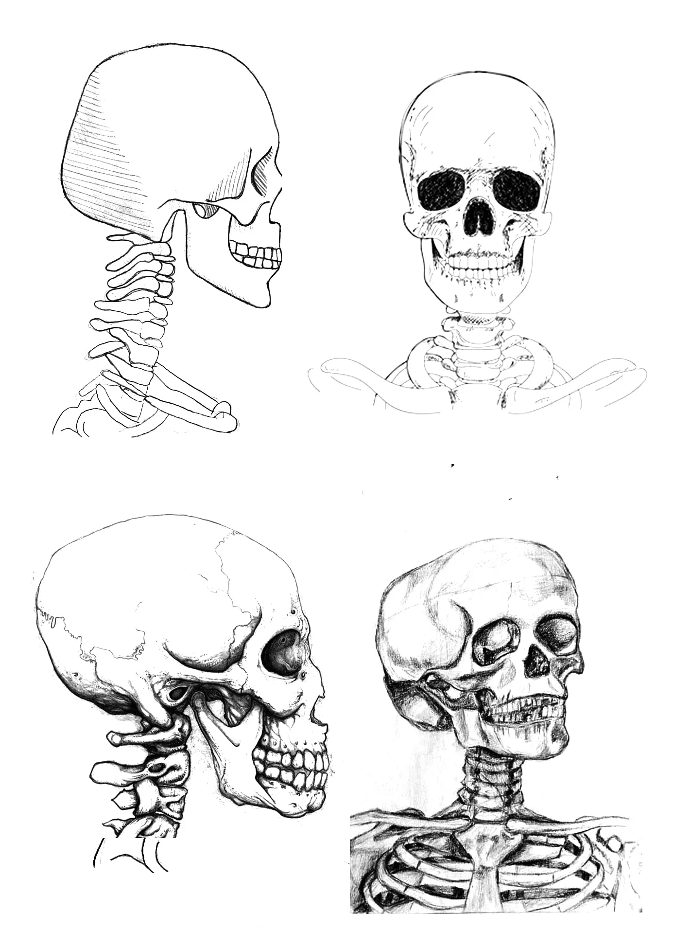 Draw ASkull, Wikilearns