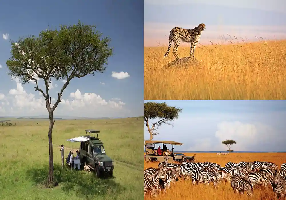 Masai Mara National Park, Kenya, Best Honeymoon Destinations,  Honeymoon Destinations,  WIkilearns,  Best Honeymoon Destinations on a Budget