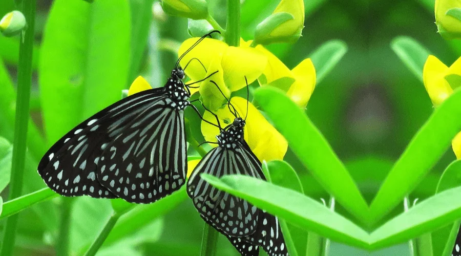 Butterflies Pollinating Vibrant Wildflowers, Nature Photography Ideas