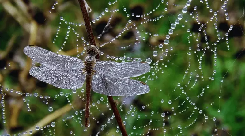 Raindrops on Spiderwebs with Grasshopper, Nature Photography Ideas