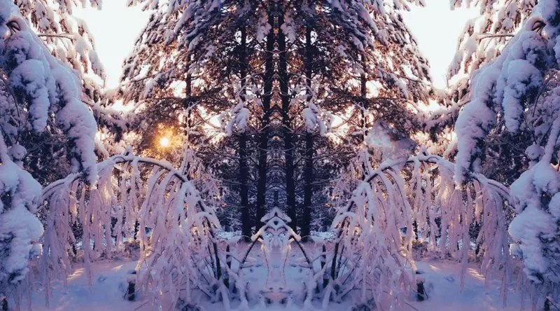 Winter Snow on Tree Branches