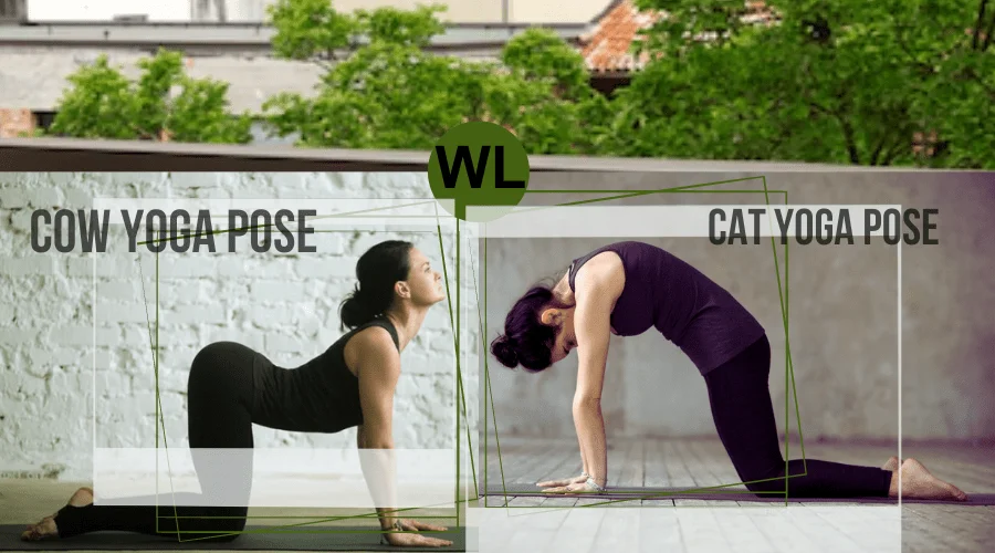 Cat-Cow Stretch (Marjaryasana-Bitilasana), Yoga Poses for Stress and Anxiety